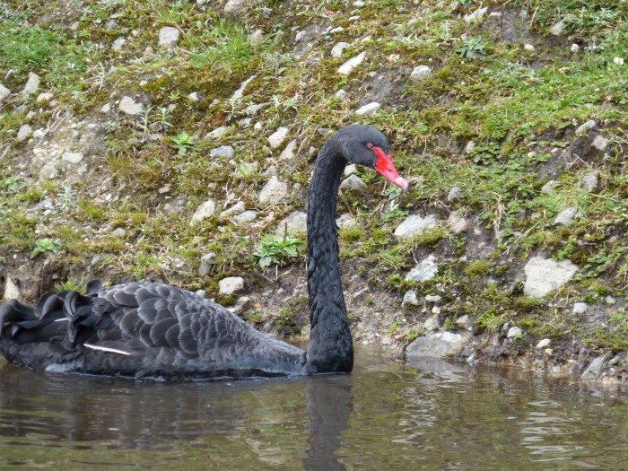 Black swan--(Sara's image)